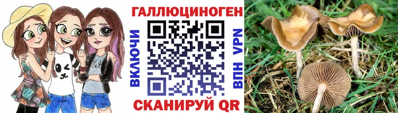где можно купить наркотик  Светлогорск  Галлюциногенные грибы Cubensis 
